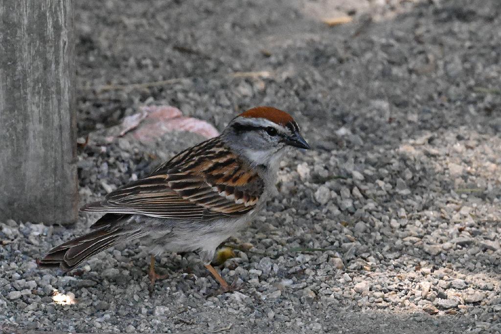 Sparrow, Chipping, 2025-06219107 Tower Hill Botanic Garden, MA.JPG - Chipping Sparrow. New England Botanic Garden at Tower Hill, MA, 6-21-2025